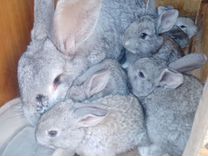 Кролики мясные чисто�кровные