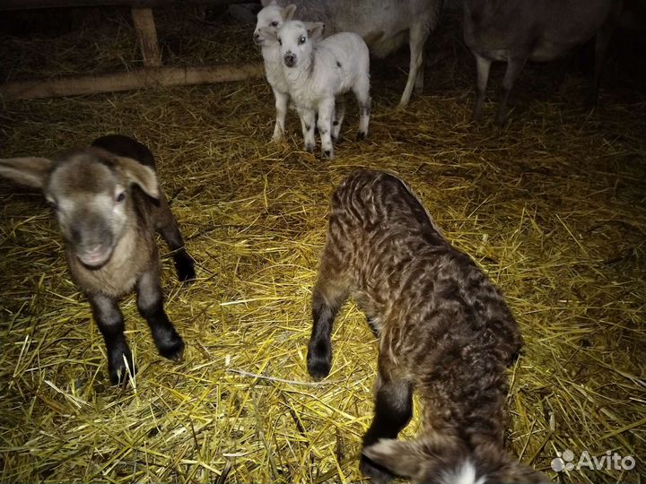 Овцы бараны