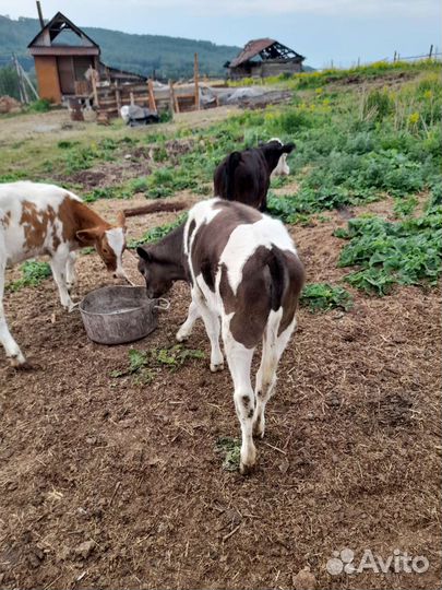 Телята бычки и телочки