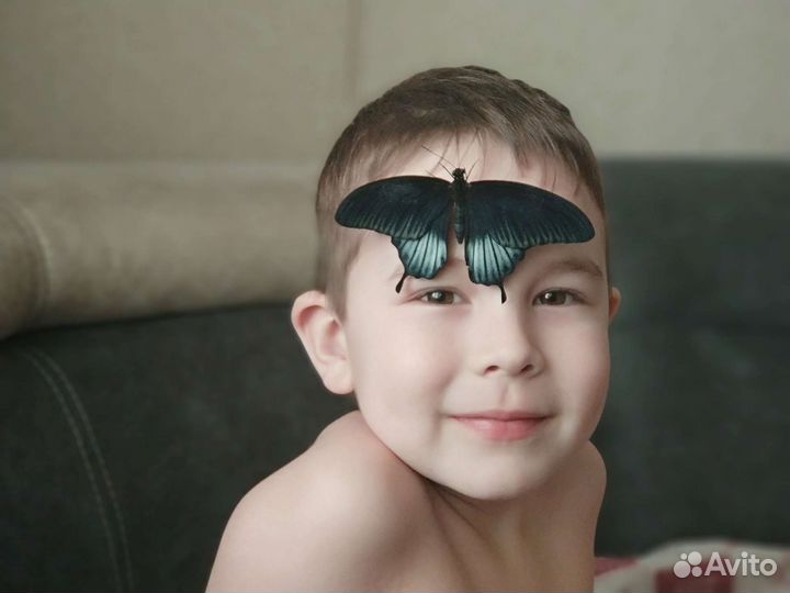 Креативный подарок с живыми бабочками