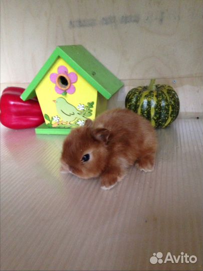 Цветные карлики