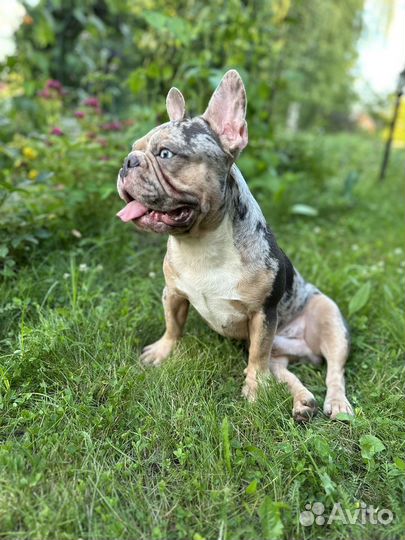 Французский бульдог вязка