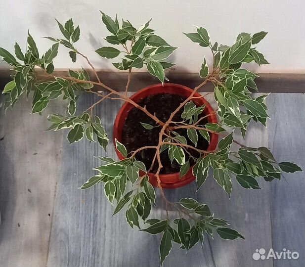 Комнатные цветы