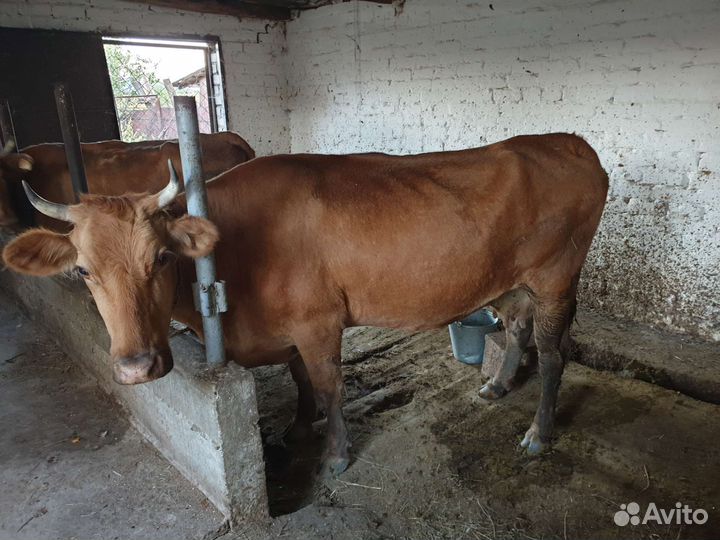 Коровы дойные молочные