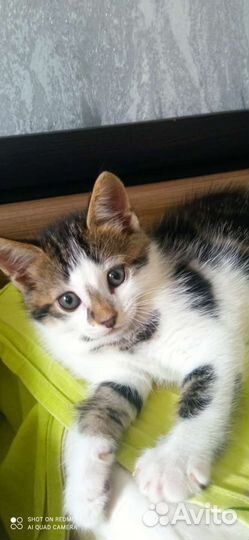 Котята от вислоухой кошки