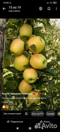 Хорошие саженцы