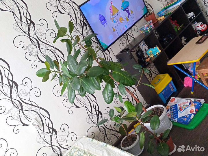 Фикус каучуконосный большой