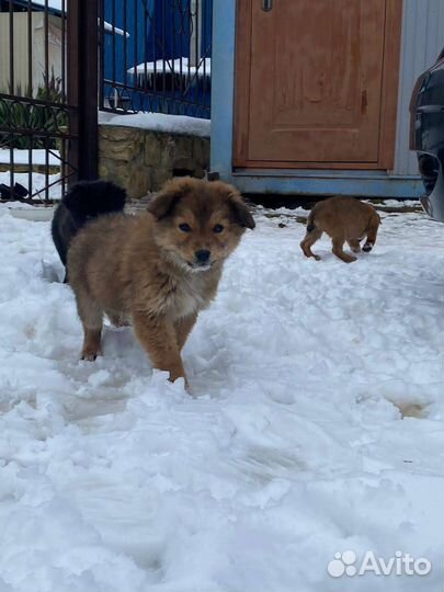 Щеночки в дар