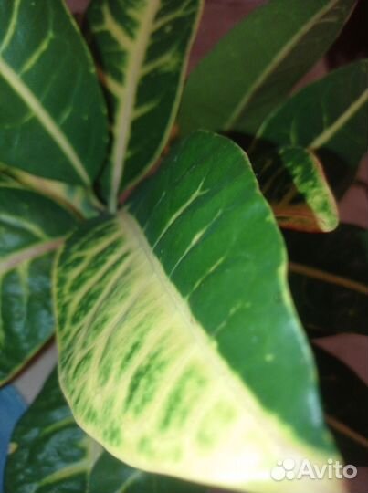 Кодиеум кротон