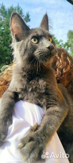 Мейн-кун мальчики готовые к переезду