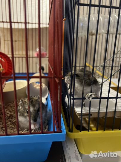 Передержка мелких домашних живоьных