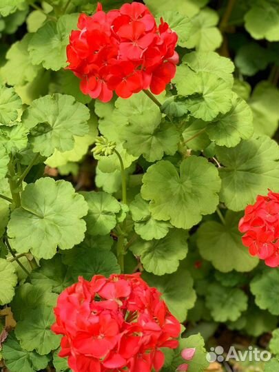 Пеларгония