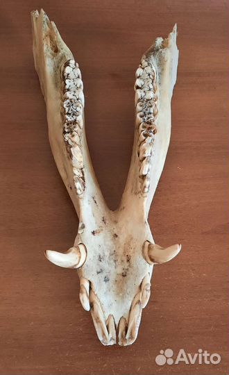 Клыки кабана (имитация)