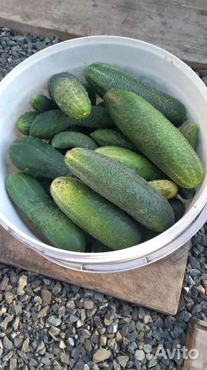 Огурцы свежие домашние