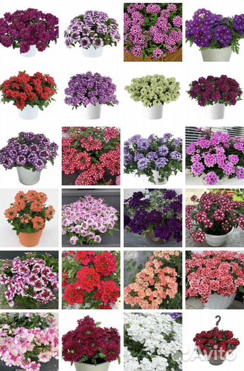 Вербена вегетативная