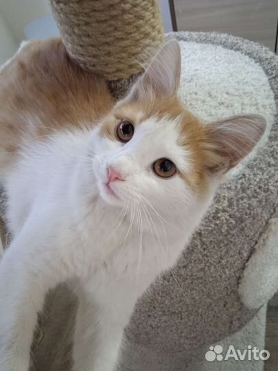 Стрелка ищет дом