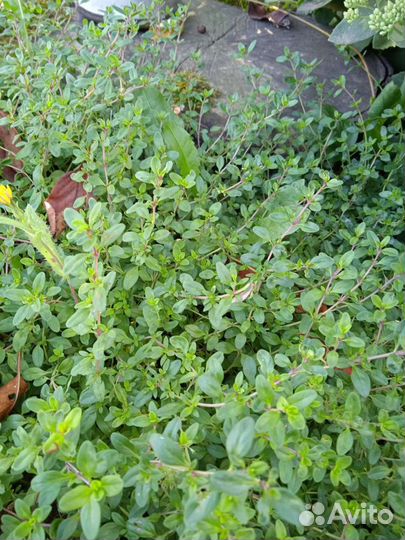 Мята ментоловая,мелисса, чабрец