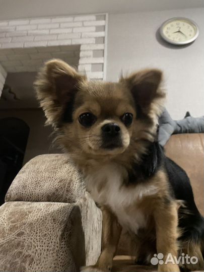 Мини чихуахуа вязка