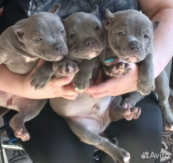 Американский булли покет девочка