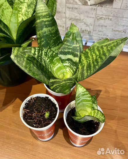 Сансевиерия (Тещин язык )