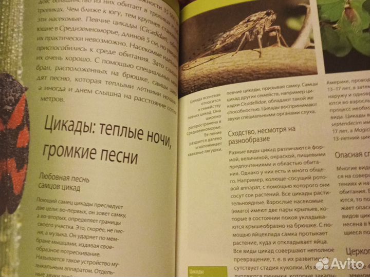 Книга субтропики