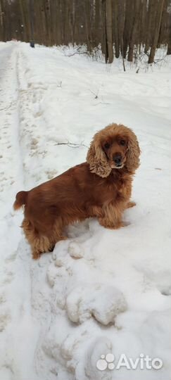 Вязка собак