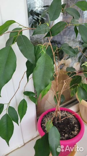 Фикус, гибискус, декабрист