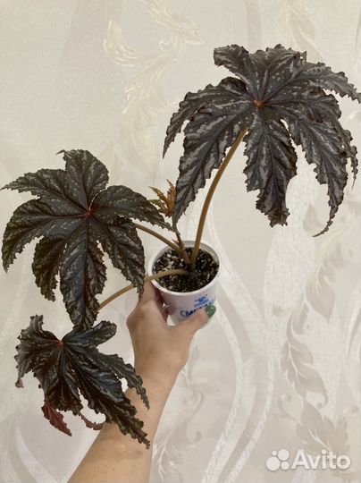 Бегония Кейн-грифон