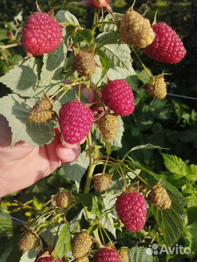 Ремонтантная малина