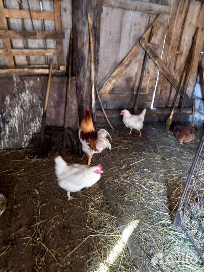 Петя - будильник