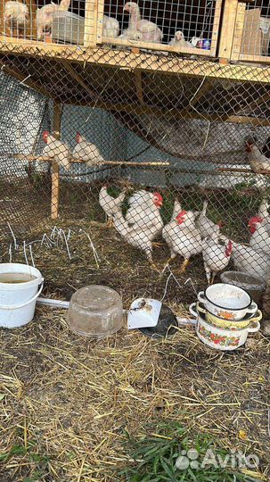 Домашние животные птицы