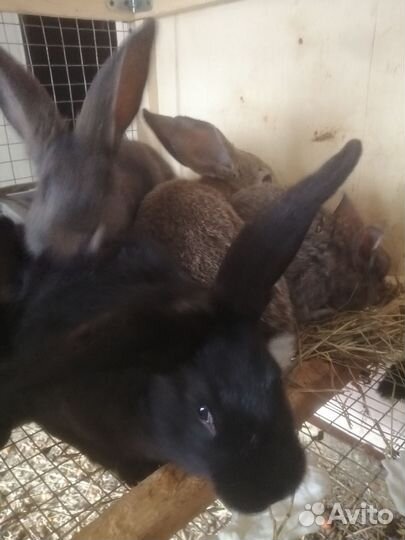 Кролик и на мясо и на развод мясные породы
