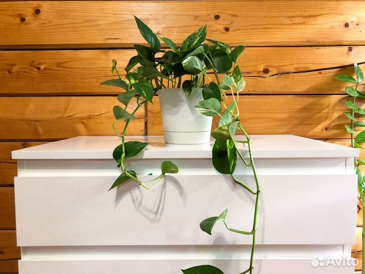 Сциндапсус (эпипремнум) золотистый