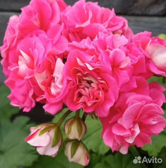 Пеларгония Lara Andrea и др