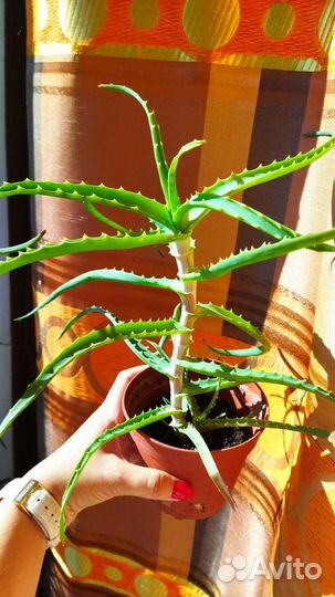 Алоэ лечебный