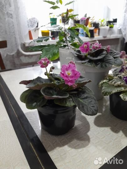 Фиалки и гибиктус