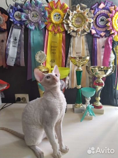 Котята корниш-рекс