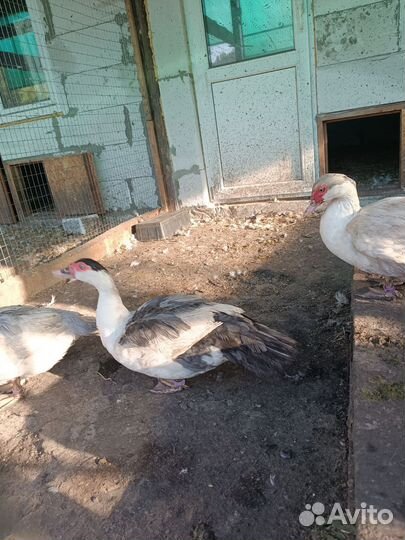 Плечистые мускусные утки