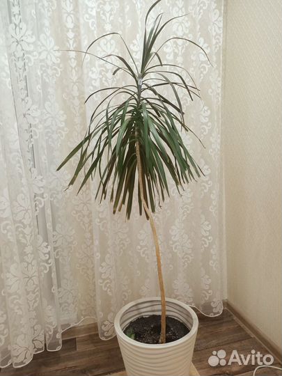 Пальма драцена