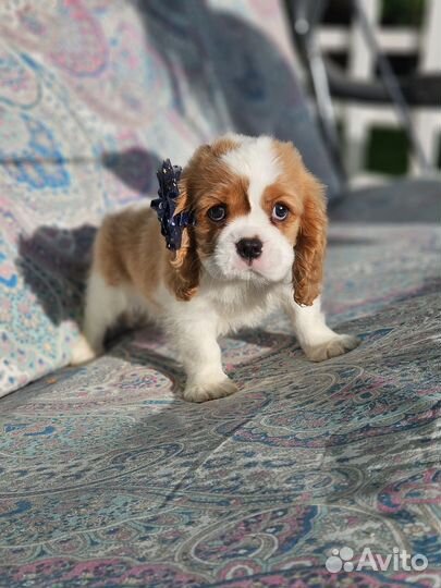 Кавалер кинг чарльз спаниель