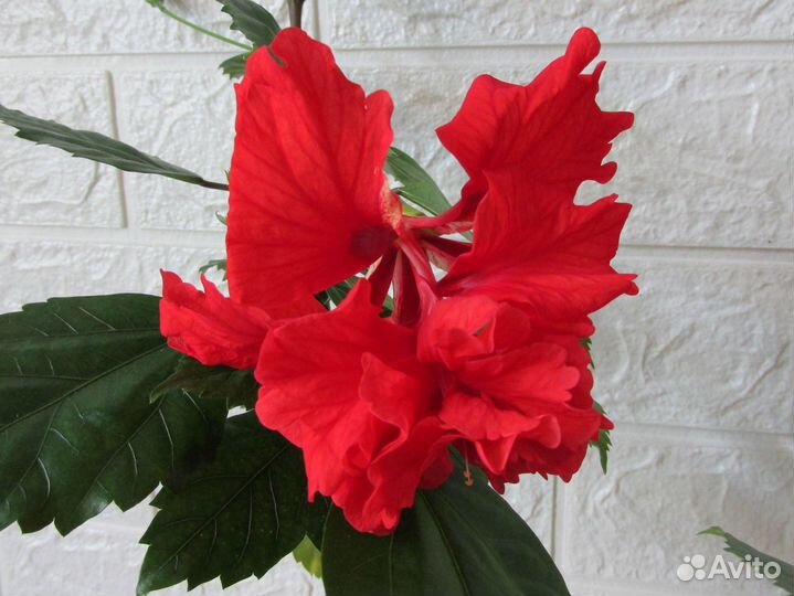 Гибискус El Capitolio Blood Mary, брунфельсия