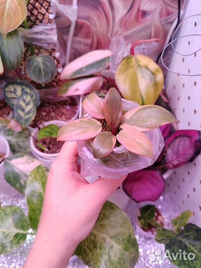 Филодендрон блэк кардинал вариегатный