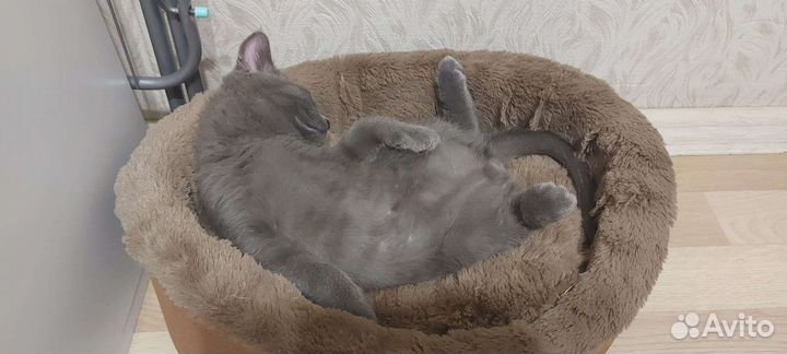 Продаю котёнка британца