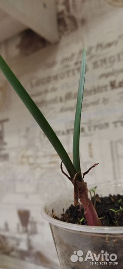 Валотта прекрасная