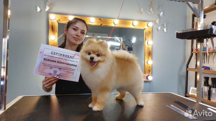 Груминг собак/кошек