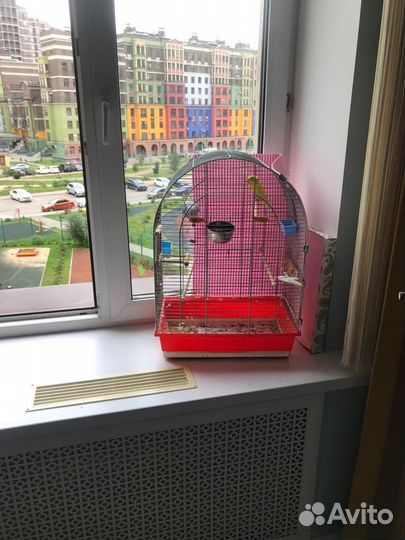 Волнистые попугайчики с клеткой