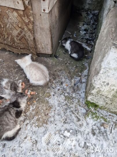 Котята в добрые руки бесплатно