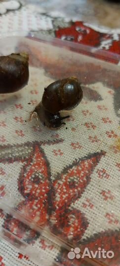 Улитки ахатина тигр стандарт