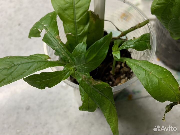 Пахистахис