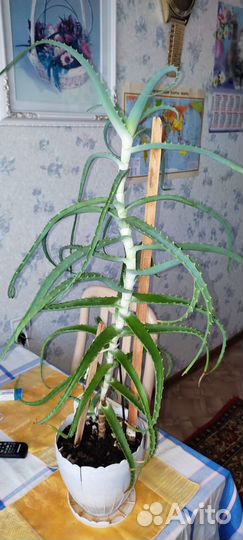Алоэ лечебный